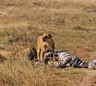 Lions enjoying a kill in maasai mara