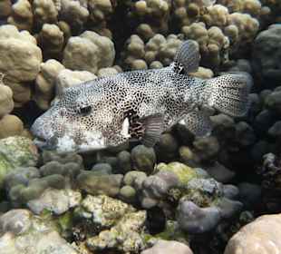 Kofferfisch (am Hausriff vom Fantazia Resort)