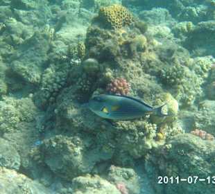 Hotel Sol Y Mar Makadi Sun