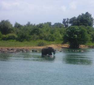 Elefant und Wasserbüffel