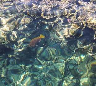 Fische im Hausriff vom Steg aus (über Wasser)