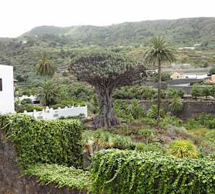 Der Drachenbaum
