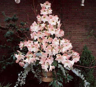 Blumenpracht im Keukenhof / Holland