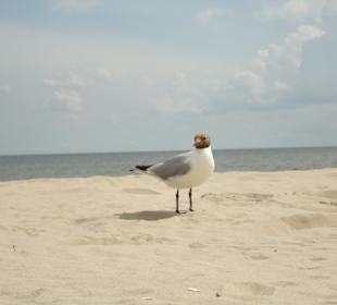 Strand in Heringsdorf