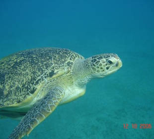 Tortue en snorkelling à Abu Dabab