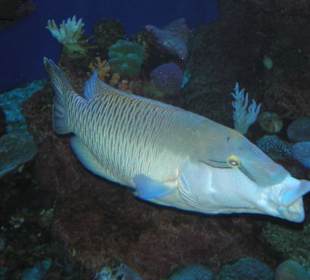 Aquarium Playa de Palma