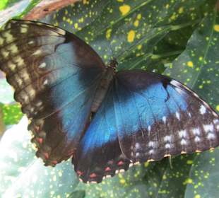 Einer der großen blauen Falter