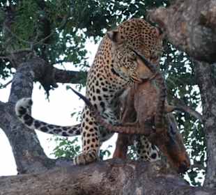 Leopard mit Antilope an sicherem Platz im Baum