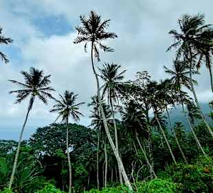 Parque Natural Obô do Príncipe