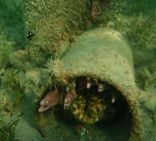 Hausriff Hotel Tulip Resort