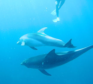 Delfin Tour Makadi Bay