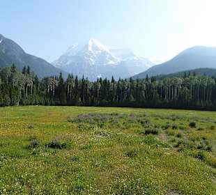 Blumenwiese mit Mt. Robson