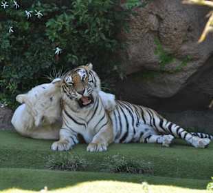 Tiger im Loro Parque