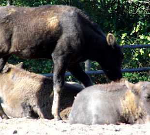 WP LH Herbst Impression