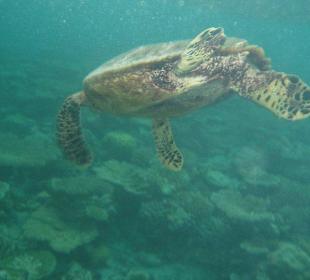 Turtle am Hausriff