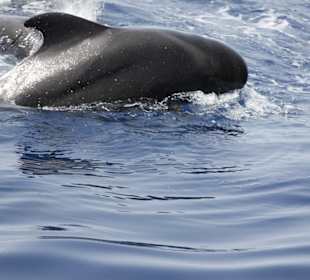 Pilotwal bei der Bootsfahrt mit Shogun