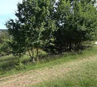 Früchtetrauf - Wurmlinger Kapellenwegle