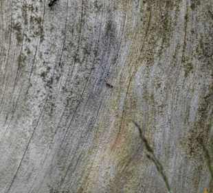 Karkonoski Park Narodowy