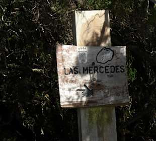 Die Mercedeswälder beginnen