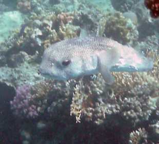 Kofferfisch beim Riff