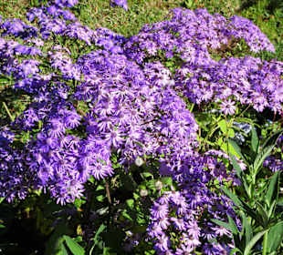 Eindrücke vom Rundgang durch Blandy´s Garden