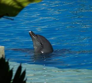 Dolphinaris Cancun