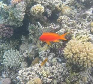 Рыбы Макади