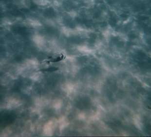 Mondo marino di fronte all'hotel