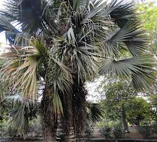 Parque Botánico de Maspalomas