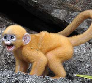 Baby Dusky Langur