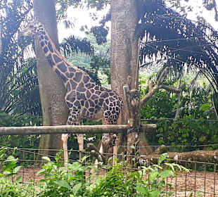 Singapur Zoo