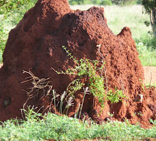 Besetzter Termietenhügel