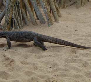 Jungle Beach Bar in Ahungalla