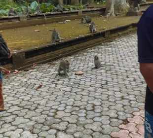 Muskatnußwald, bewohnt von heiligen Affen