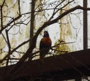 Weltvogelpark Walsrode