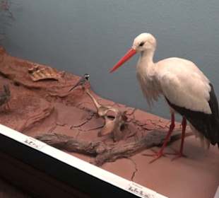 Museum für Naturkunde