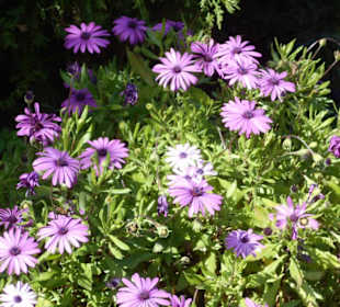 Jardim de São Martinho