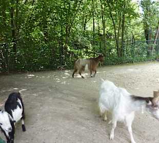 Jakobsschaf und Bulgarenziege und Girgentanaziege