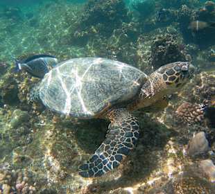 Sonstiges Unterwassermotiv