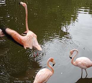 Tour & Ausflug Bayahibe