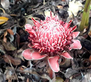 Botanischer Garten