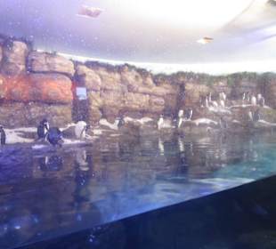 Aquarium / Oceanongrafic