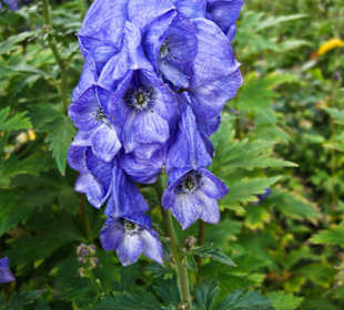 Цветы конца октября на променаде.