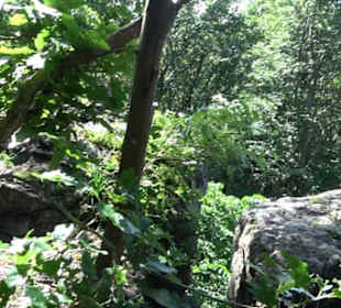 Premiumwanderweg "hochgelegen"