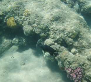 Im Wasser vorm Palace