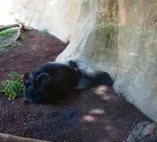 Schöner Zoo in Fuengirola