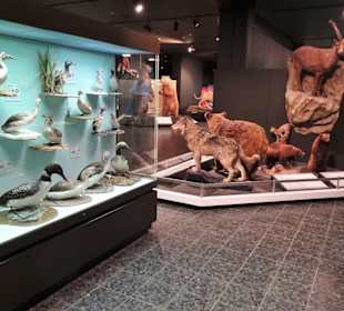 Rundgang durch das Zoologische Museum