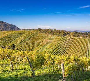 Weinberge Wien