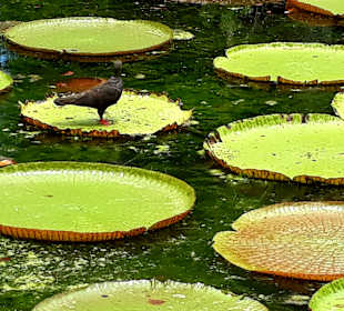 Pamplemousses Botanical Garden