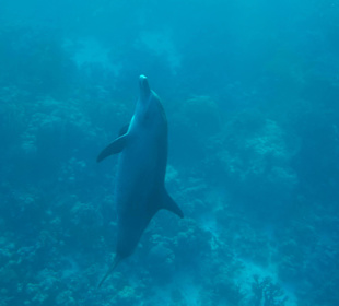 Was bin ich doch für ein prachtexemplar!